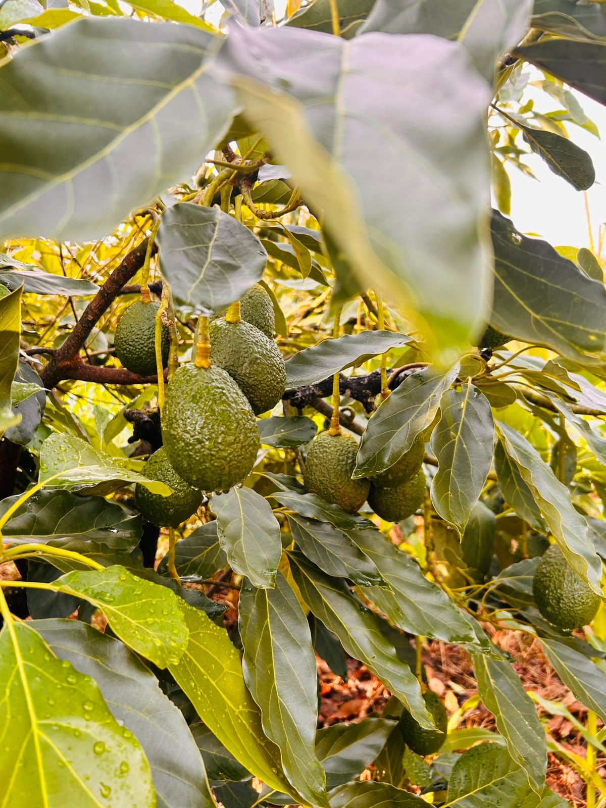 Avocados growing on a tree at the farm
