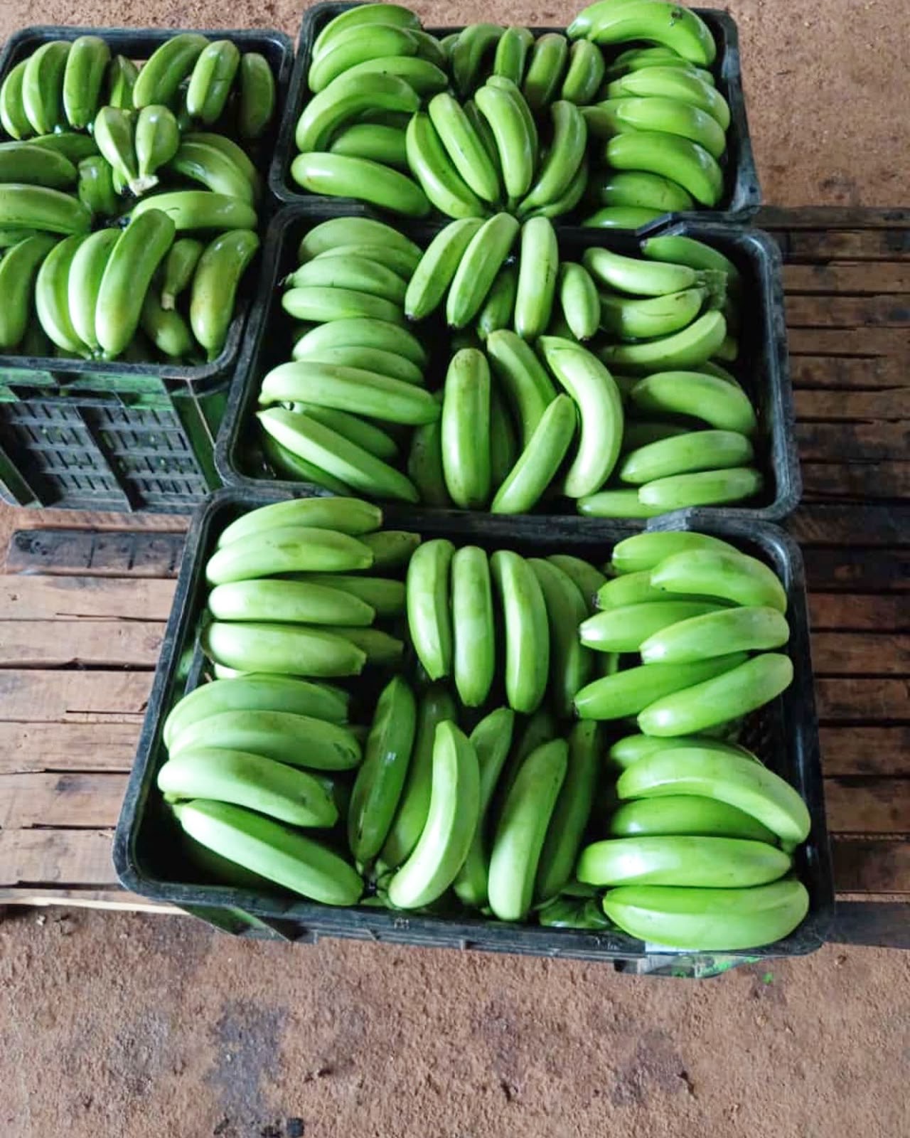 Green bananas packed in crates